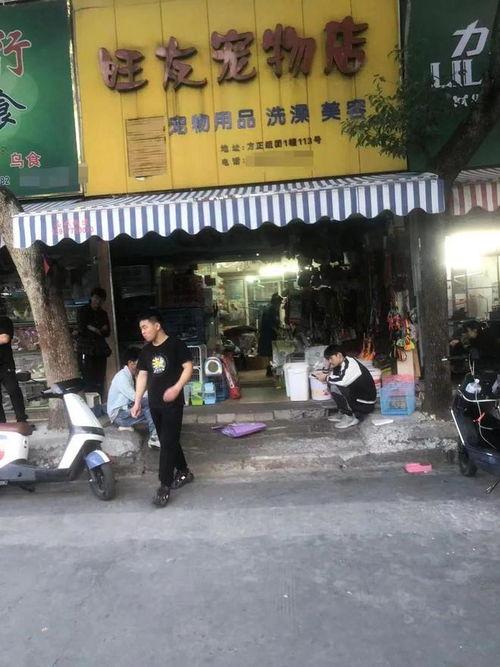贵港宠物店爆料事件最新,揭露行业黑幕，宠物权益引关注  第3张
